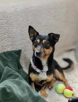 EBBY-Zarte kleine Seele sucht ein ruhiges, liebevolles Zuhause - Kleinheubach