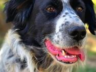Rocky 💙💙💙 großes Hundeherz - Bad Karlshafen