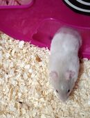 Goldhamster Weibchen in 39122