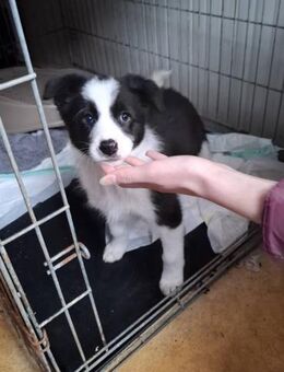 Nala soll nicht in Rumänien aufwachsen - Blankenheim (Nordrhein-Westfalen)