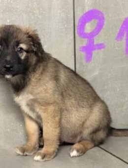 Süße Mischlingswelpen - Wegberg