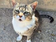 Charaktervoller Kater Tristan - Karlsruhe