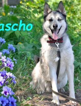 Pascho sucht sportliche Rassekenner 3/22 - Ruppertsecken