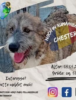 CHESTER - bereit für die Einschulung ;-) - Waakirchen