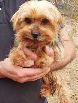 Berkenye° - Wolfhagen