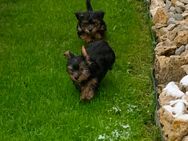 Yorkshire Terrier Welpen abgabebereit - Allmendingen