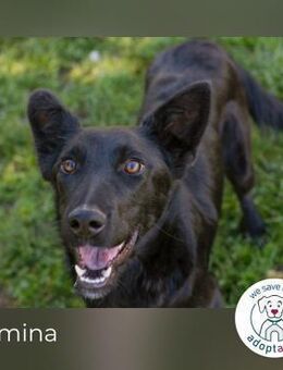 Romina: sucht ein Zuhause - Kirchzell