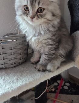 Wunderschöne Kitten suchen neues Zuhause - Bad Birnbach