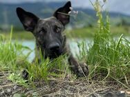 Thor braucht eine neue Familie - Ludwigshafen (Rhein)