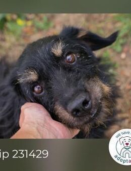 Chip 231429: Sucht ein Zuhause - Kirchzell