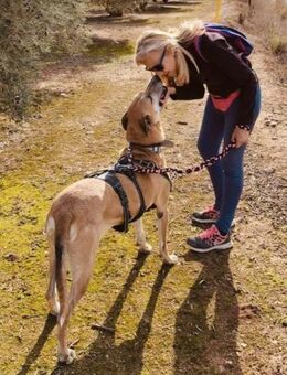 TOMAS, m., kastr., Mischling, ca. 60 cm - Sipplingen