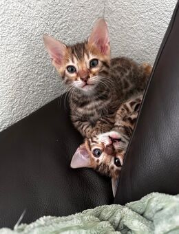 Bengal Kitten - Hermeskeil