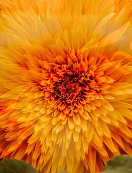 Gelbe gefüllte Sonnenblume SWR Treffpunkt Sonnengold Samen Sonnenblumenfeld Sonnenblumen Sonne Blume Hummel Biene Pflanze heimisches Saatgut garden Geschenk Deutsches Saatgut Freunde Sonne Blumen Strauß Vatertag Blumenwiese - Pfedelbach
