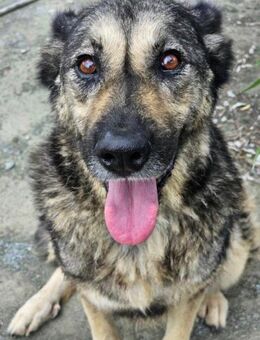 Hazel- neue Heimat gesucht - Nürnberg