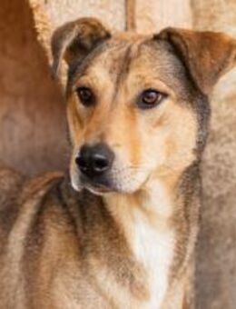 JARO - Wickelt er dich um die Pfote? - München