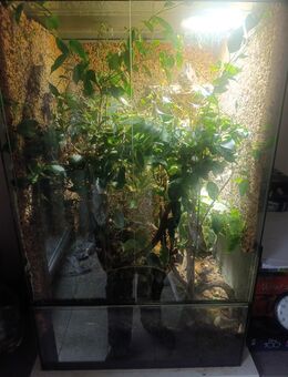 Chamäleon Weibchen mit Terrarium - Altenberge