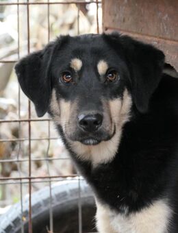 Schüchterner, lieber Millo - Kallmünz