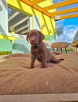 Noch *7* Weimaraner/Border Collie Welpen - Hille