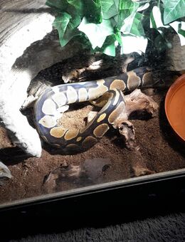 Verkaufe 2 meiner Reptilien - Minden (Nordrhein-Westfalen)