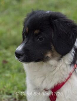 Fiona ist bezaubernd - Egelsbach