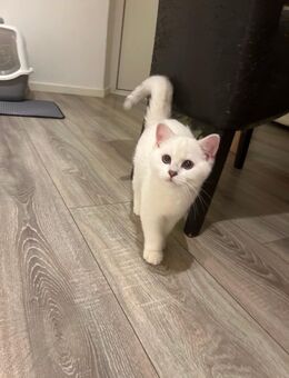 Bkh kater - Gladbeck