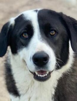 Aquata, geb. ca. 01/2023, Griechenland - Markdorf