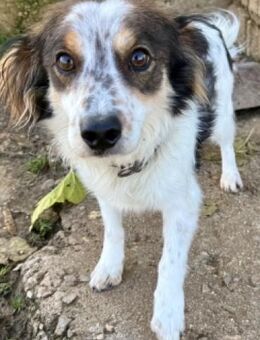 AGA hofft auf seine Chance - Sehnde