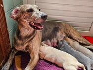 7 süße Weimaraner Labrador Mix Welpen in 5-6 Wochen abgabebereit - Rahden