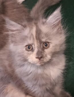 3 Wunderschöne Main Coon Kitten suchen Dosenöffner - Hosten