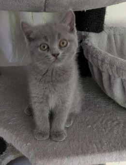 Britische kurze Haare kitten suchen eine liebevolle zu Hause - Dortmund