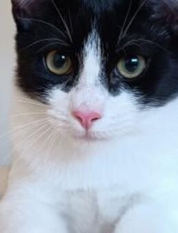 Luka - Katzenkind sucht Zuhause - Wilhelmsfeld