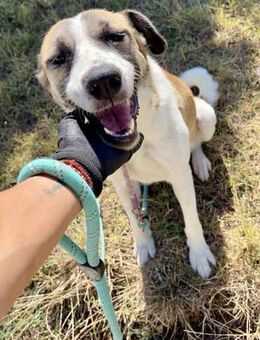 Sanfte menschenbezogene BOYANA sucht♥️ - München