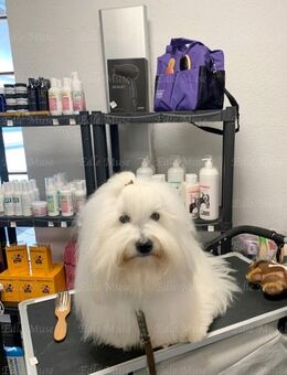 Hier eine weitere Wunderschöner Coton de Tulear Deckrüde - Heeßen