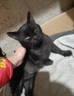 Kutzan braucht dringend ein Zuhause - Ingolstadt