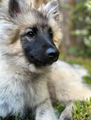 Wolfsspitz Welpe vom Züchter ? kerngesund, geimpft und gechippt in 26721