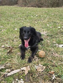 Verspielte Hundedame Loona sucht ein liebevolles neues Zuhause - Berlin Marzahn-Hellersdorf
