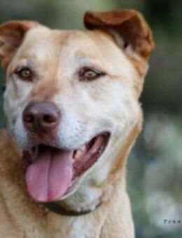 Takis sucht sein Glück! - Krefeld