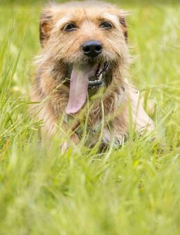 MERFI sucht sie ihr eigenes Herz-Zuhause - Hückelhoven