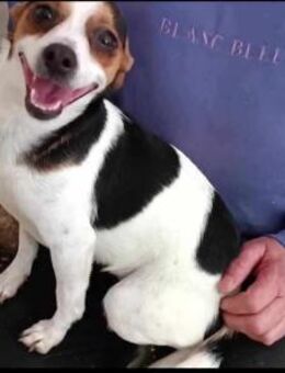 Kleine Jack Russel Mix Hündin, 2 Jahre - Kappeln (Schleswig-Holstein)