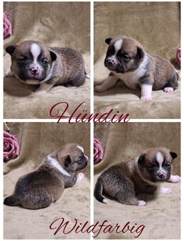 New English Bulldog mix Bärchen - Ballenstedt