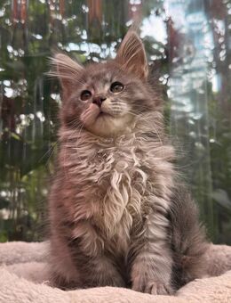 Maine Coon Kitten Katze Tabby - Bad Pyrmont