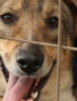 Gustl ist ein lieber Kuschelbär 🐾 - Elsdorf (Nordrhein-Westfalen)