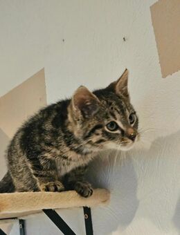 Kitten suchen ein Zuhause - Bocholt