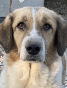 Clementini, geb. 03/2019, Griechenland - Markdorf