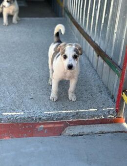 Haley sucht ihr Glück - Celle