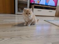 Perserkitten Kater - Velbert