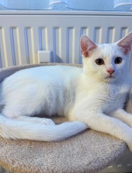 Hauskatze weiß - Krefeld