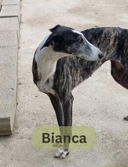 BIANCA, w., kastr. Galgo, 65 cm - Sipplingen
