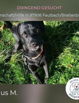 Linus: energievoller Charmeur in D - Kirchzell