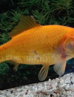 Goldfisch Zitronengelb - Hohenroth